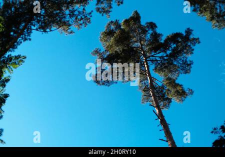 Hoher Kiefernbaum von unten in immergrünen Wald mit blauem Himmel auf dem Hintergrund aufgenommen Stockfoto