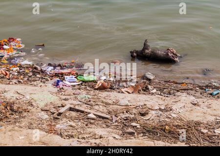 Verfallendes totes Schwein im Fluss Ganges in Varanasi, Indien Stockfoto