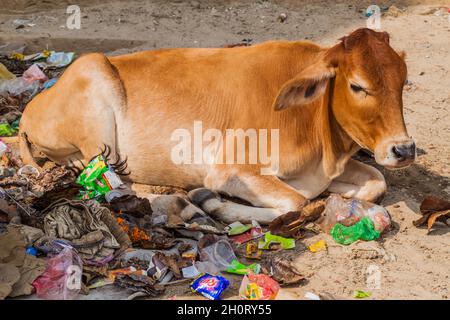 VARANASI, INDIEN - 25. OKTOBER 2016: Kuh liegt in einem Müllhaufen in Varanasi, Indien Stockfoto