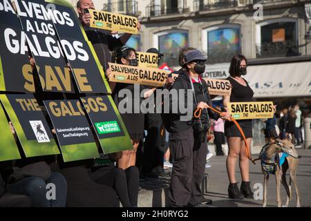Madrid, Spanien. Oktober 2021. Etwa zwanzig Schulkinder haben an der Puerta del Sol in Madrid demonstriert, um die Galgo zu verteidigen. (Foto von Fer Capdepon Arroyo/Pacific Press) Quelle: Pacific Press Media Production Corp./Alamy Live News Stockfoto