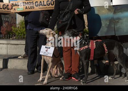 Madrid, Spanien. Oktober 2021. Ein Galgo mit einem Schild, das "Nein zu Tiermissbrauch" während des Protestes zur Verteidigung der Galgos sagt. (Foto von Fer Capdepon Arroyo/Pacific Press) Quelle: Pacific Press Media Production Corp./Alamy Live News Stockfoto