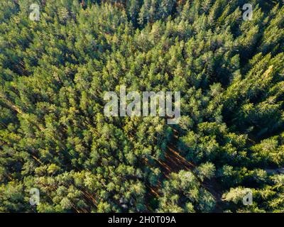 Wald im estnischen Naturschutzgebiet. Drohnenansicht Stockfoto
