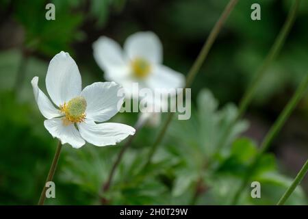 Anemonoides sylvestris, bekannt als Schneeglötwindblume oder Schneeglötwindblume. Weiße Blüten, Spätsommer Stockfoto