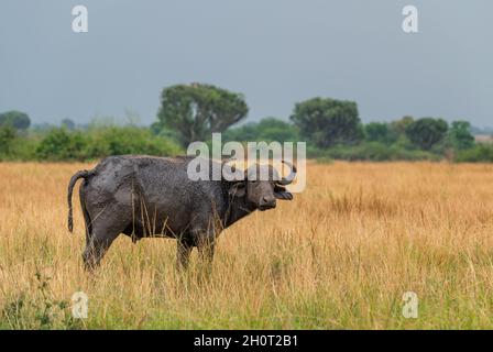African Buffalo - Syncerus Caffer, Mitglied von African Big Five aus dem Queen Elizabeth NP, Uganda. Stockfoto