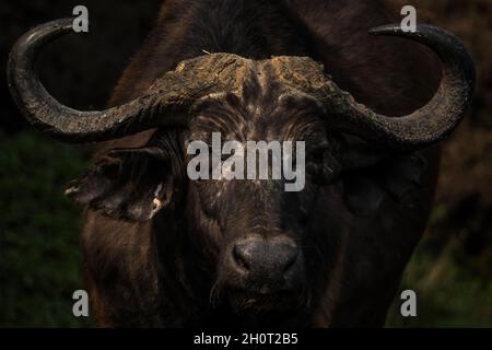 African Buffalo - Syncerus Caffer, Mitglied von African Big Five aus dem Queen Elizabeth NP, Uganda. Stockfoto