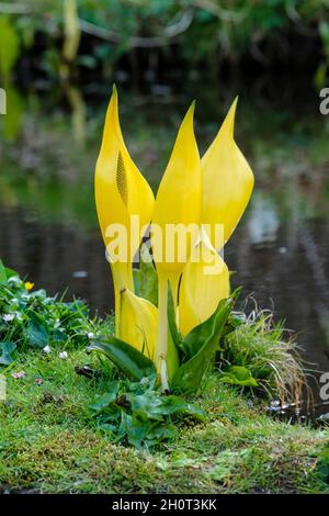 Lysichiton americanus, Westernskunk-Kohl, gelber Skunk-Kohl, amerikanischer Skunk-Kohl oder Sumpflaterne. Gelbe Spathe und Blumen Stockfoto