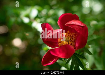 Wiese mit blühenden wilden Pfingstrosen Stockfoto