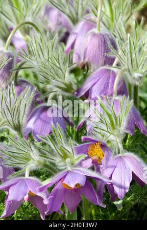 Violette Blüten von pulsatilla vulgaris, Passque Blume, Passqueflower, gemeinsame Passque Blume, europäische Passqueflower, Feder Stockfoto