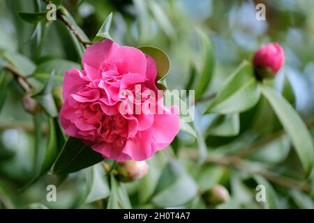 Hybride Kamelie, Camellia x williamsii 'Debbie', große rosarote Blüten im späten Winter/frühen Frühjahr Stockfoto