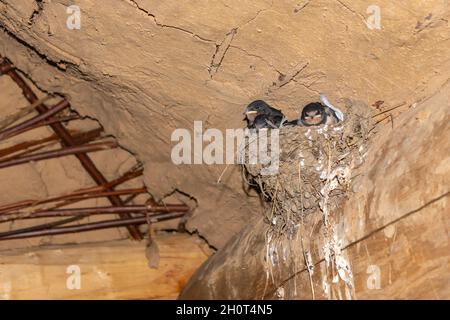 Schwalbennest mit Babyschwalben, in einer Holzscheune Stockfoto