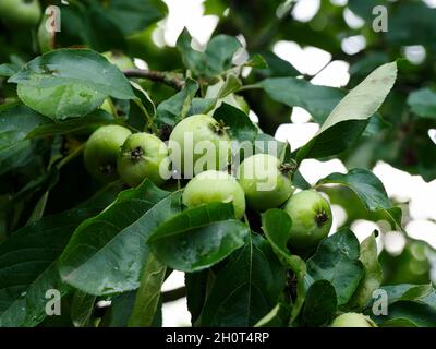Unreife grüne Bio-Äpfel auf einem Ast mit Regentropfen. Stockfoto