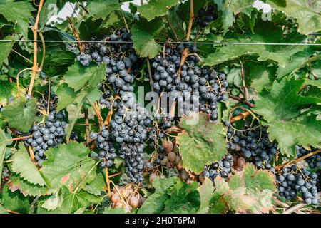 Detail der süßen Bio-saftigen Weinrebe im Herbst.Nahaufnahme der roten Trauben im Weinberg, Weinlese-Konzept. Zweige frischer Trauben, die im Süden wachsen Stockfoto