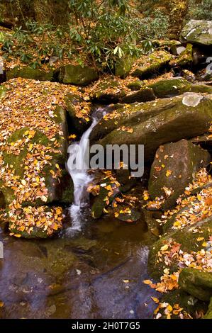 Kleiner Wasserfall auf felsigen Bach, mit Blättern und Algen bedeckten Felsbrocken, Roaring Fork Creek, Gatlinburg, Tennesse Stockfoto