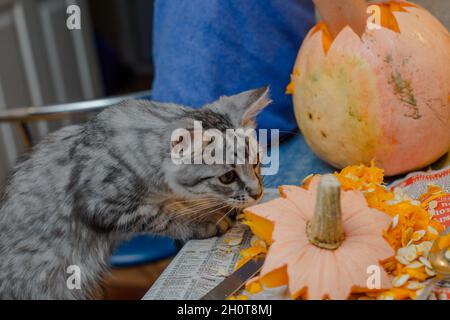 Katze hilft, einen Kürbis auszuschneiden. Familie Spaß Aktivität. arved Kürbisse in Jack-o-Laternen für halloween. Carving große orange Kürbisse für Halloween in l Stockfoto