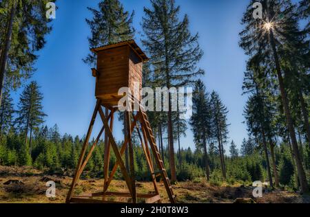 Holzjagdturm im Wald mit dichten Fichten unter blauem Himmel Stockfoto