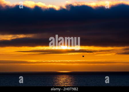 Ein Pelikan in Silhouette, wenn die Sonne am Ende eines Sommertages vor dem Asilomar State Beach in der Nähe von Monterey, Kalifornien, über dem Pazifik untergeht. Stockfoto