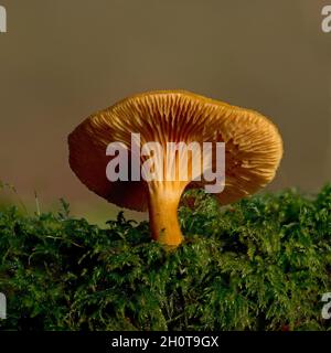 Waldpilze wachsen am Ufer des Flusses Barle im Cow Castle im Exmoor National Park, Somerset, England, Großbritannien Stockfoto