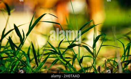 Frühlingslandschaft aufgenommen mit Sonnenaufgang und Federgras auf der Wiese. Auf Dem Land Stockfoto