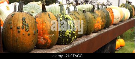 Squash Vielfalt auf der langen Holztheke Stockfoto