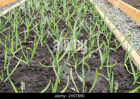 Anbau von Knoblauch und Zwiebeln, Holzbeete für den Gemüseanbau nach den Grundsätzen des ökologischen Landbaus. Gartenwege mit bestreut Stockfoto