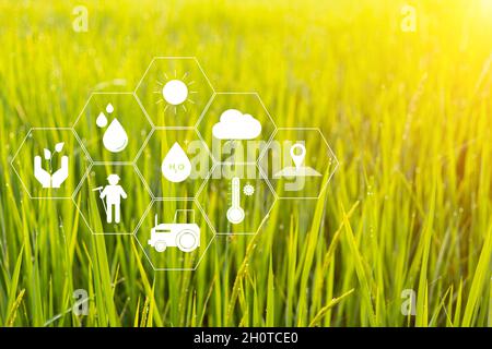 Moderne Landwirtschaft Konzept Technologie Smart Farming Symbol auf Reis Hintergrund Stockfoto