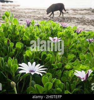 Frühlingsblumen am Strand mit einem Hund, der sich nicht so sehr auf den Fokus konzentriert. Vertikales Format. Stockfoto