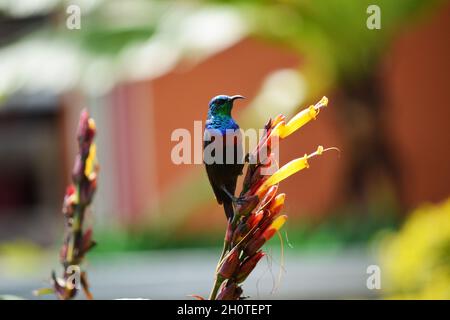 Regal-Sonnenvögel (Nectarinia regia) - fotografiert am See Muhazi in Ruanda, Afrika, östlich der Hauptstadt Kigali Stockfoto