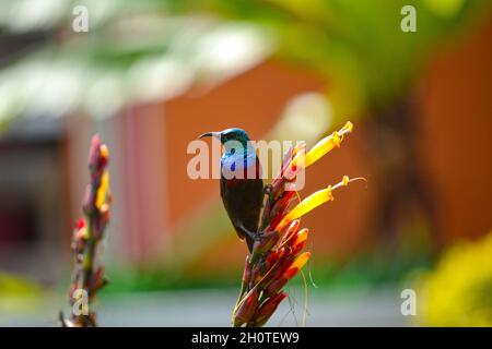 Regal-Sonnenvögel (Nectarinia regia) - fotografiert am See Muhazi in Ruanda, Afrika, östlich der Hauptstadt Kigali Stockfoto