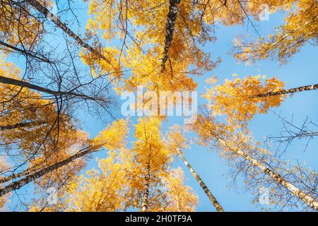 Stämme und gelbe Kronen von Herbstbirken gegen den blauen Himmel Stockfoto