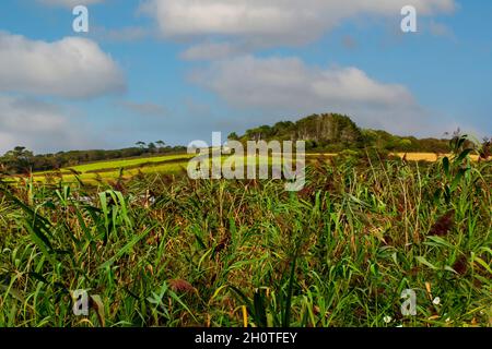 Sommeransicht des Loe, dem größten natürlichen See auf dem Penrose Estate in der Nähe von Helston in Cornwall England Stockfoto