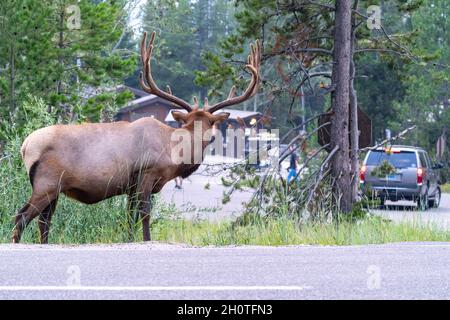 Wyoming, USA - 8. August 2021: Der große Bullenelch blickt auf die ganze Aktivität in der Touristenhütte im Grand Teton National Park zurück Stockfoto