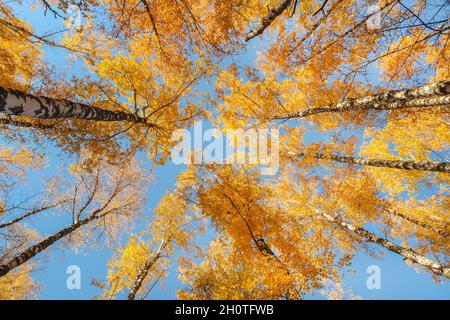 Herbstkronen aus Birken hoch vor dem Hintergrund des blauen Himmels Stockfoto