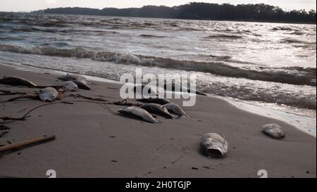 Toter Fisch nach einem Rotgezeitenereignis an der Golfküste Stockfoto