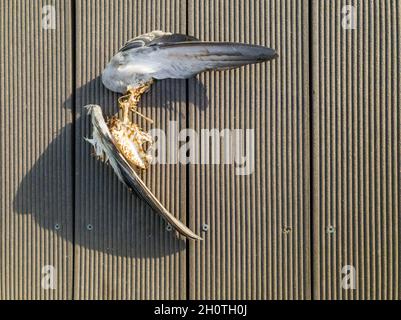 Abgestorbene Taube, Taubenskelett auf dem Boden. Stockfoto