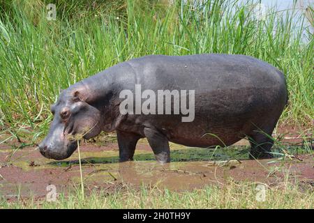 Flusspferde (Hippopotamus amphibius) am Ihema-See im Akagera-Nationalpark, Ruanda, Ostafrika Stockfoto