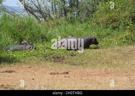 Flusspferde (Hippopotamus amphibius) am Ihema-See im Akagera-Nationalpark, Ruanda, Ostafrika Stockfoto