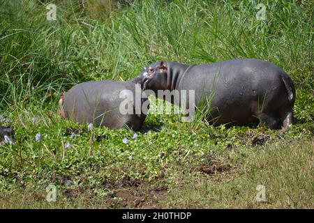 Flusspferde (Hippopotamus amphibius) am Ihema-See im Akagera-Nationalpark, Ruanda, Ostafrika Stockfoto