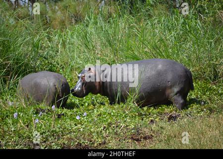 Flusspferde (Hippopotamus amphibius) am Ihema-See im Akagera-Nationalpark, Ruanda, Ostafrika Stockfoto