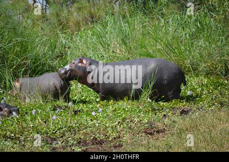 Flusspferde (Hippopotamus amphibius) am Ihema-See im Akagera-Nationalpark, Ruanda, Ostafrika Stockfoto