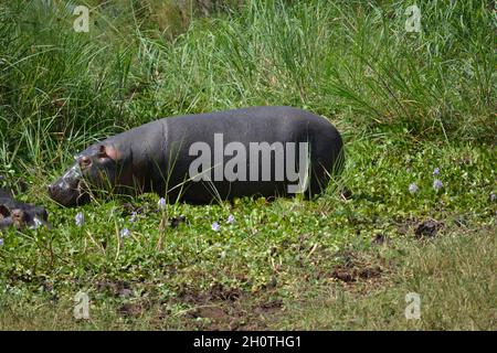 Flusspferde (Hippopotamus amphibius) am Ihema-See im Akagera-Nationalpark, Ruanda, Ostafrika Stockfoto