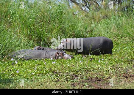 Flusspferde (Hippopotamus amphibius) am Ihema-See im Akagera-Nationalpark, Ruanda, Ostafrika Stockfoto