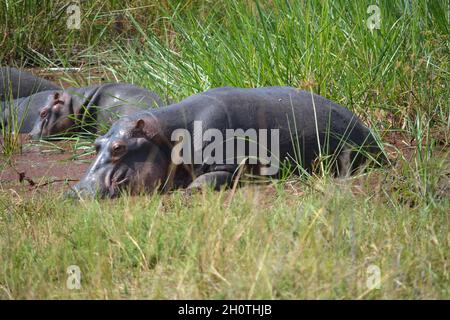 Flusspferde (Hippopotamus amphibius) am Ihema-See im Akagera-Nationalpark, Ruanda, Ostafrika Stockfoto