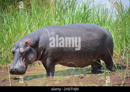 Flusspferde (Hippopotamus amphibius) am Ihema-See im Akagera-Nationalpark, Ruanda, Ostafrika Stockfoto