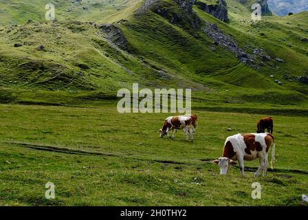 Kühe auf dem Feld im Gebiet Solalex hoch über Villars Sur Ollon in der Schweiz Stockfoto