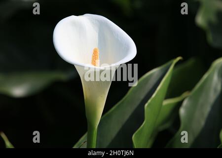 Nahaufnahme der wunderschönen weißen Calla Lily (Arum Lily, Gold Calla) Blume in voller Blüte im Garten Stockfoto