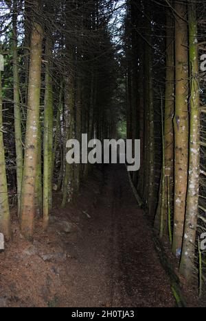 Dunkle Waldstraße in den Bergen hoch über Villars-sur-Ollon, Schweiz Stockfoto