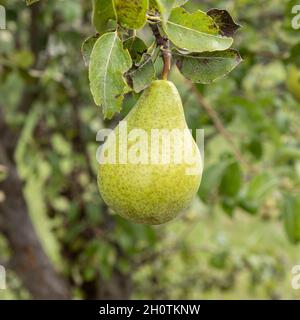 Reife Birnen, die vor grünem Laub am Ast hängen, Früchte im Garten, Seitenansicht, Nahaufnahme Stockfoto