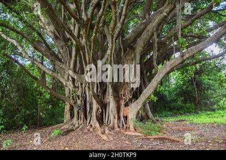 Ficus chirindensis Feigenbaum in Simbabwe Stockfoto