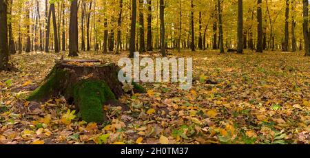 Ein alter, mit Moos bedeckter Stumpf im herbstlichen gelben Wald. Stockfoto