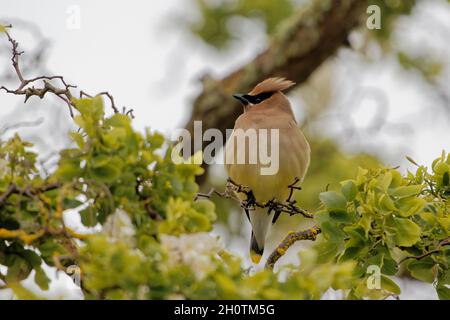 Horizontale Aufnahme eines schönen Wachsflügelvogels auf einem Baum Stockfoto